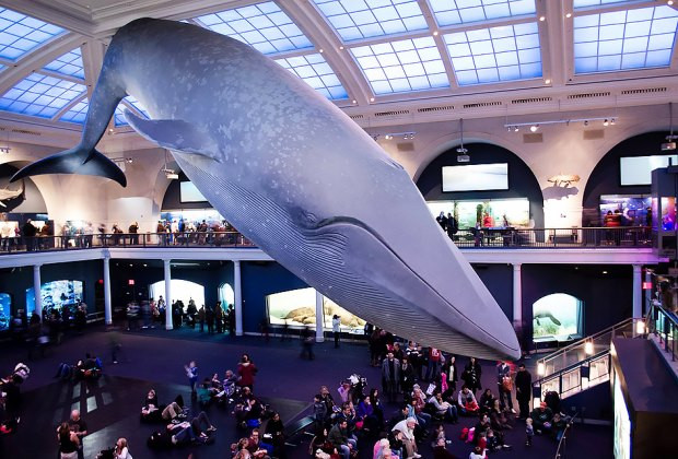 modelo de ballena azul susendida de techo