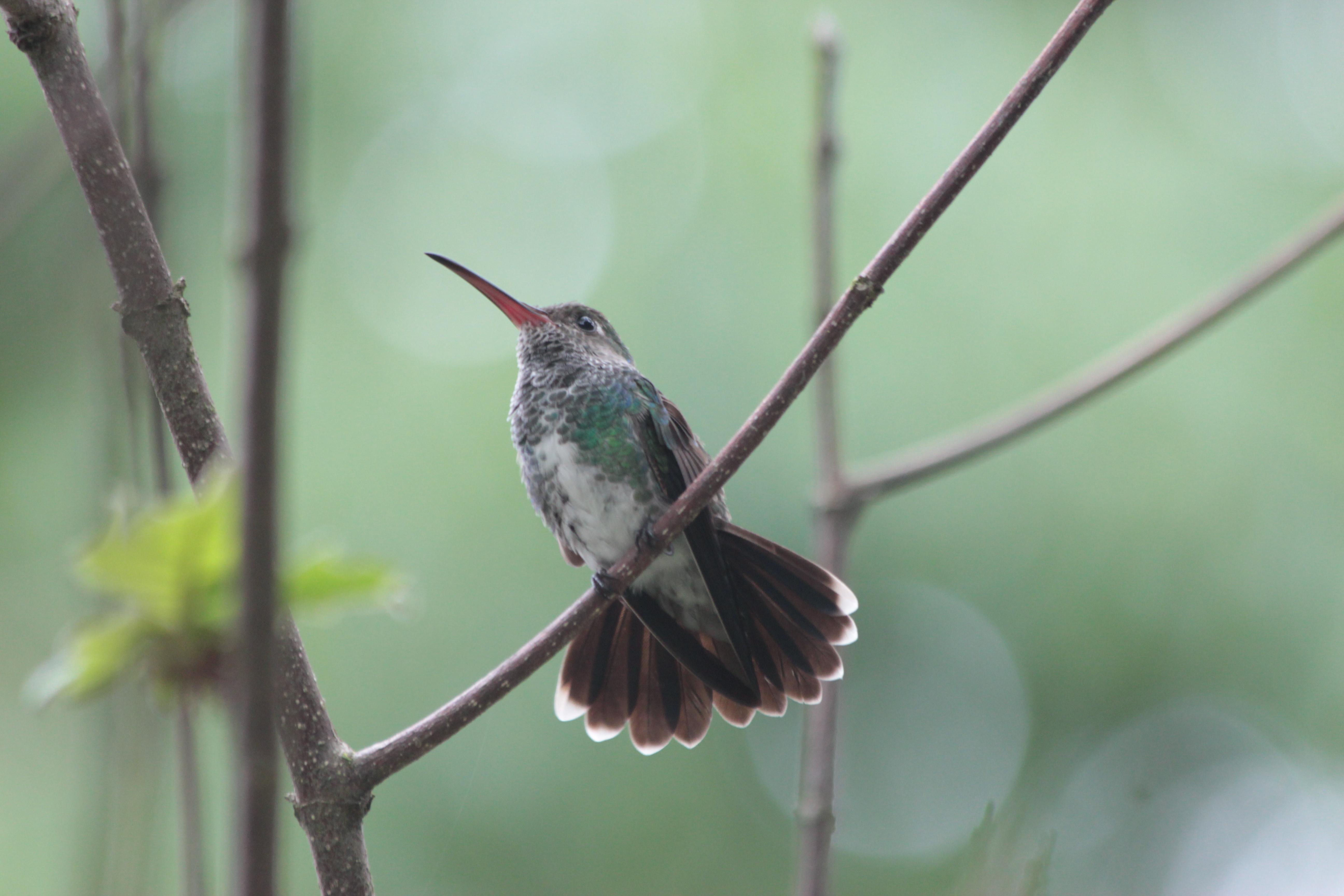 foto de colibrí pecho blanco