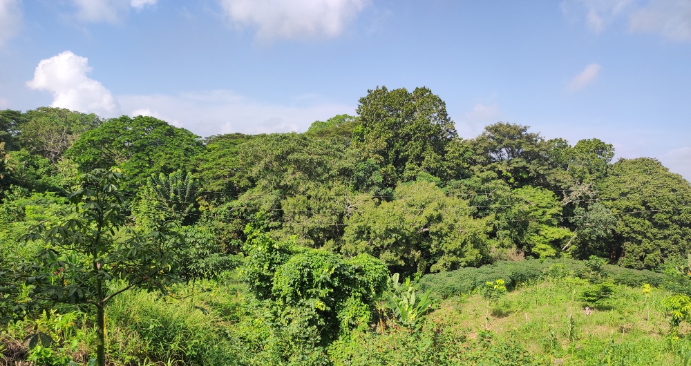 Investigación y experiencia: claves para el enriquecimiento de los bosques del Caribe colombiano