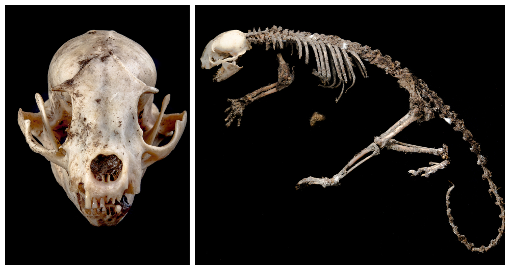 foto huesos de mamiferos