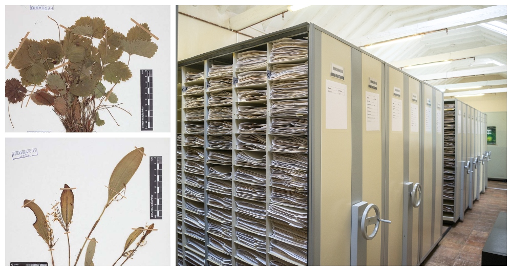 foto de archivadores con las colecciones de plantas y dos especimenes de la colección