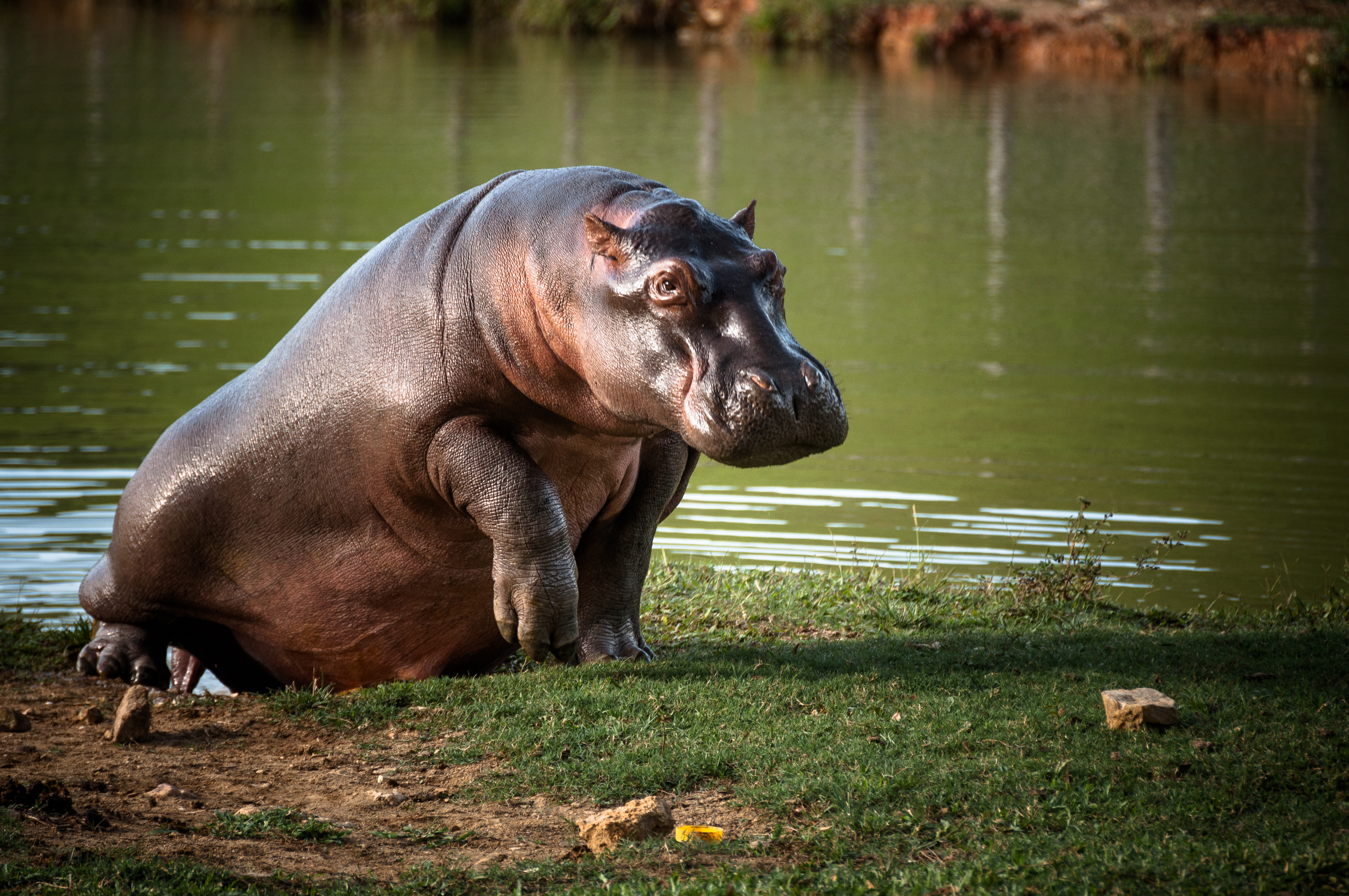hipopótamo saliendo de lago