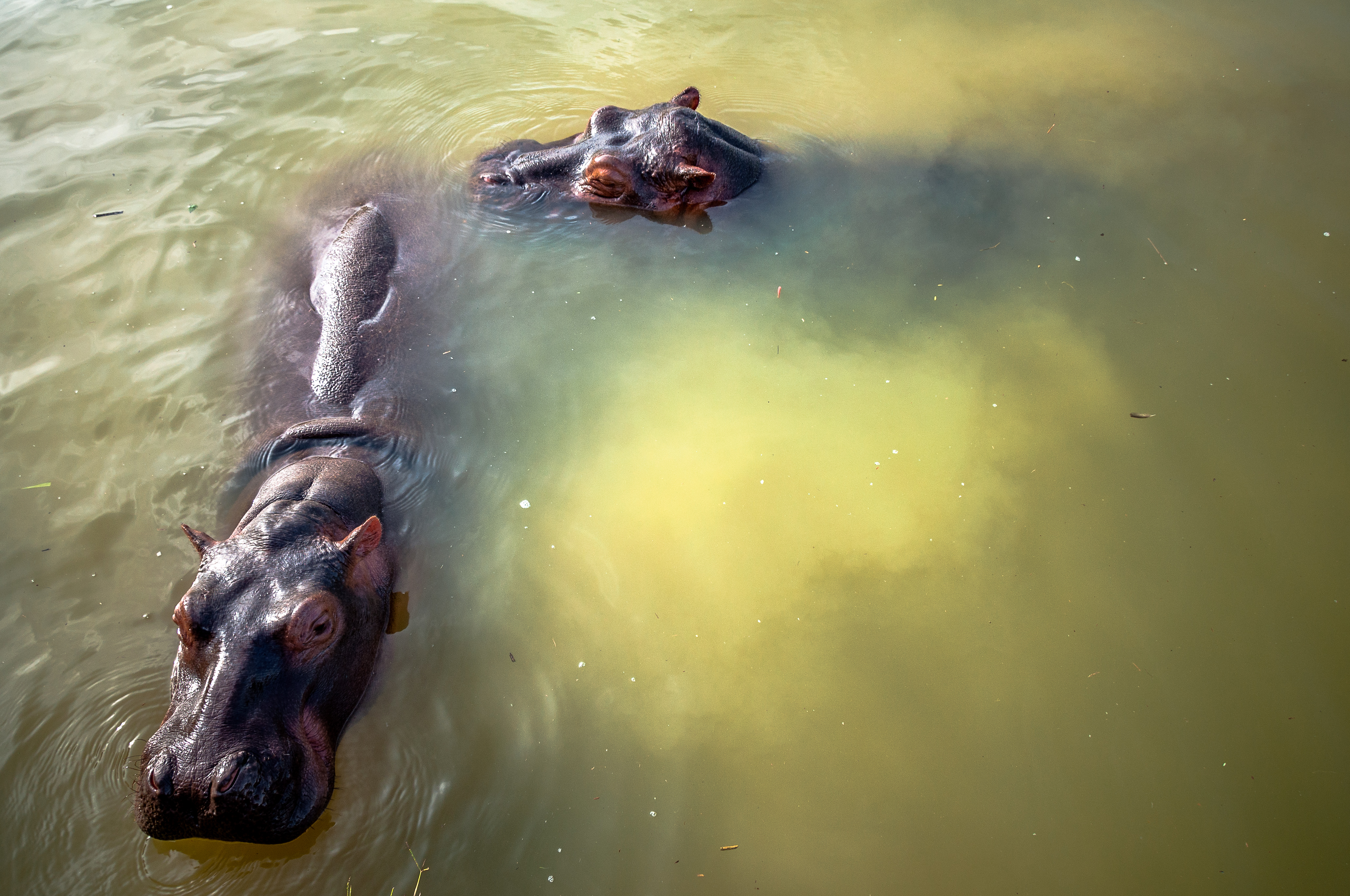 Hipopótamos en lago