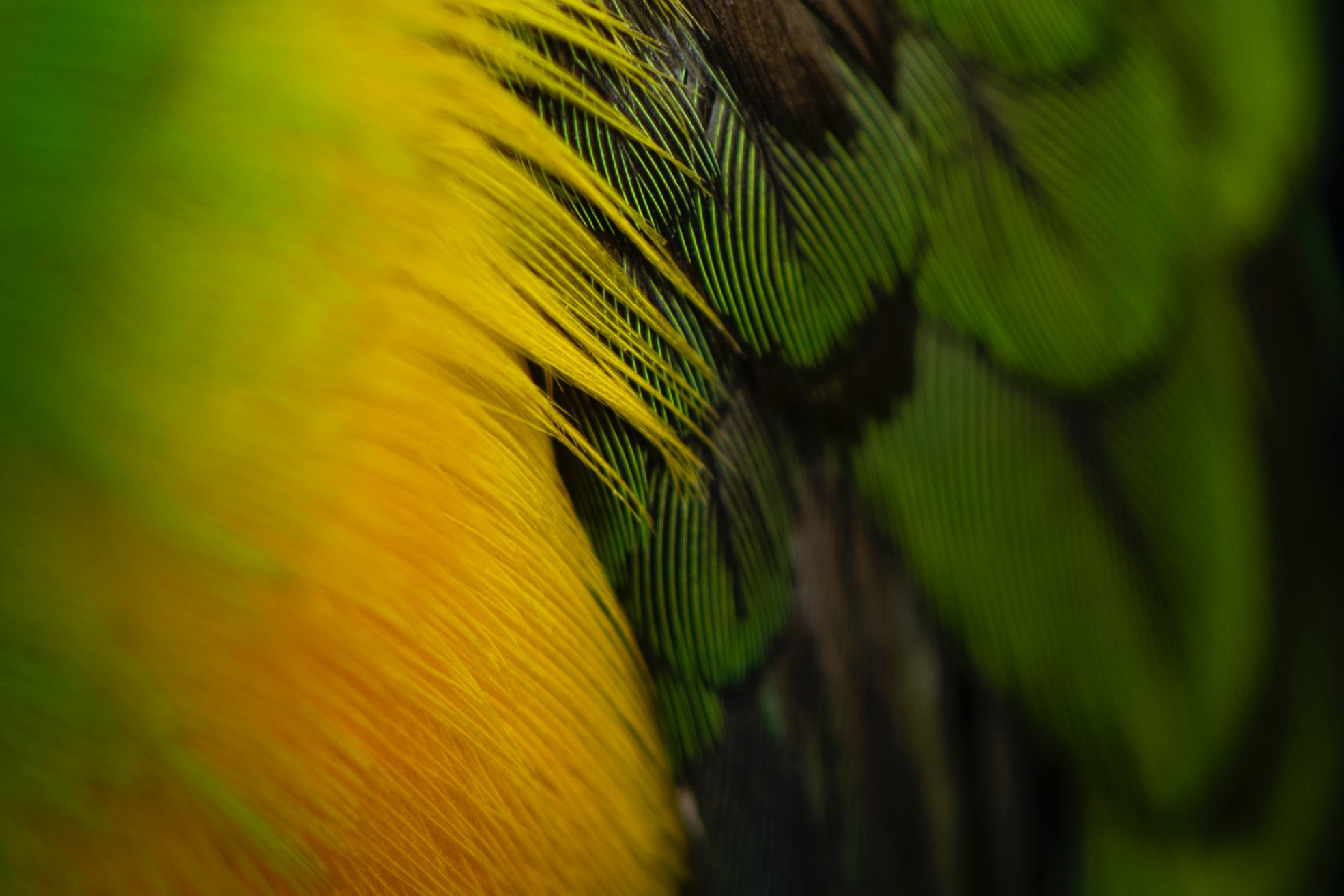 imagen zoom de plumas