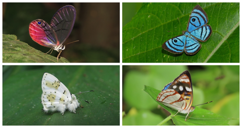 Colombia se ratifica como el país más diverso en mariposas con 3.877 especies: según nueva lista de chequeo de estos insectos