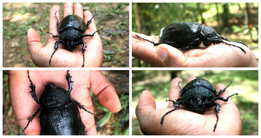 sosteniendo escarabajo en la mano