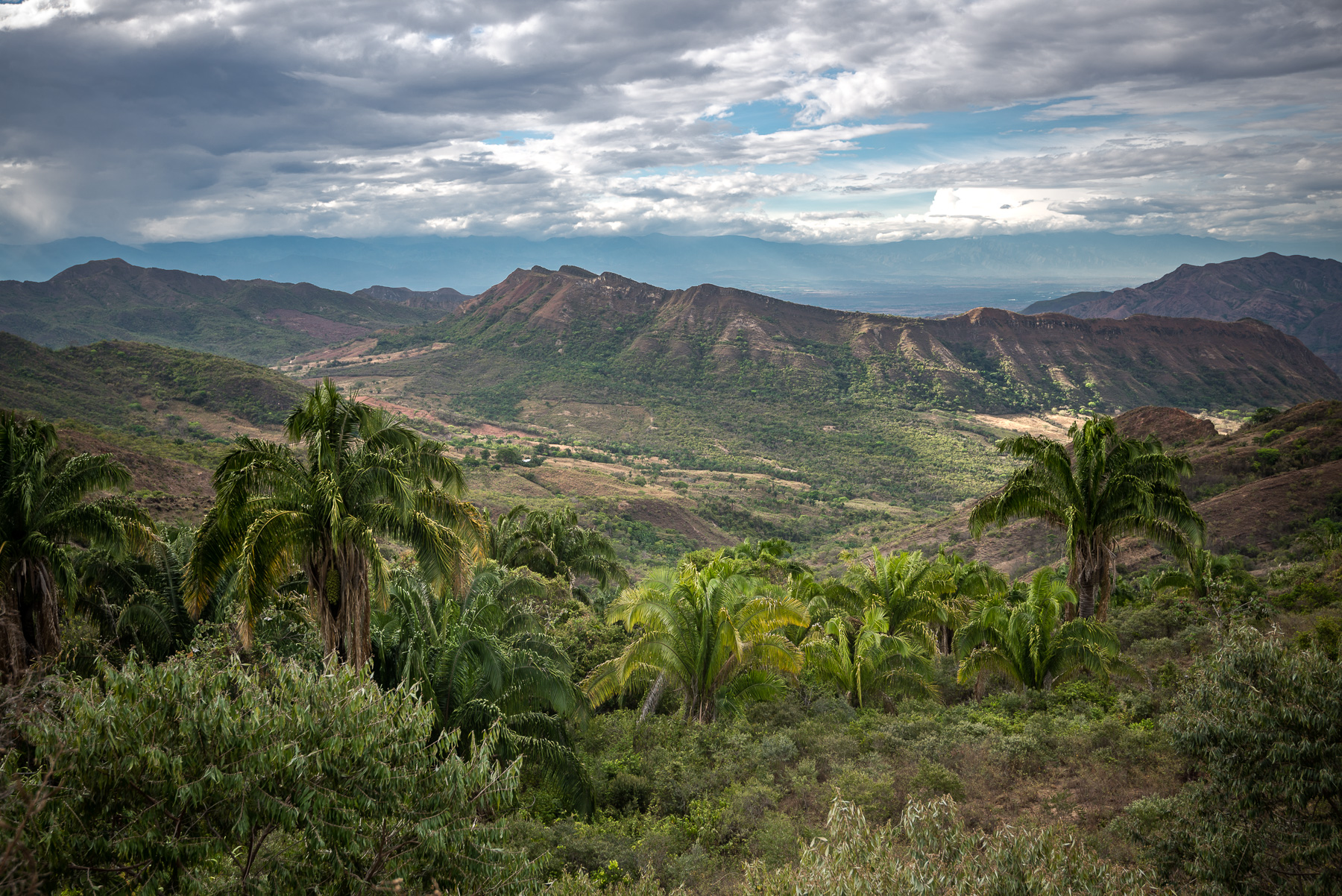 Una reflexión sobre los ecosistemas más amenazados de Colombia