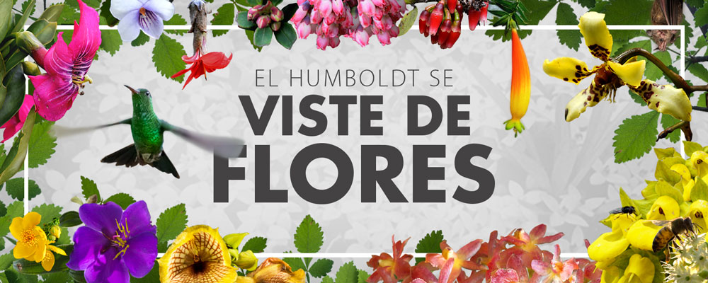 banner HOME FERIA DE FLORES 2