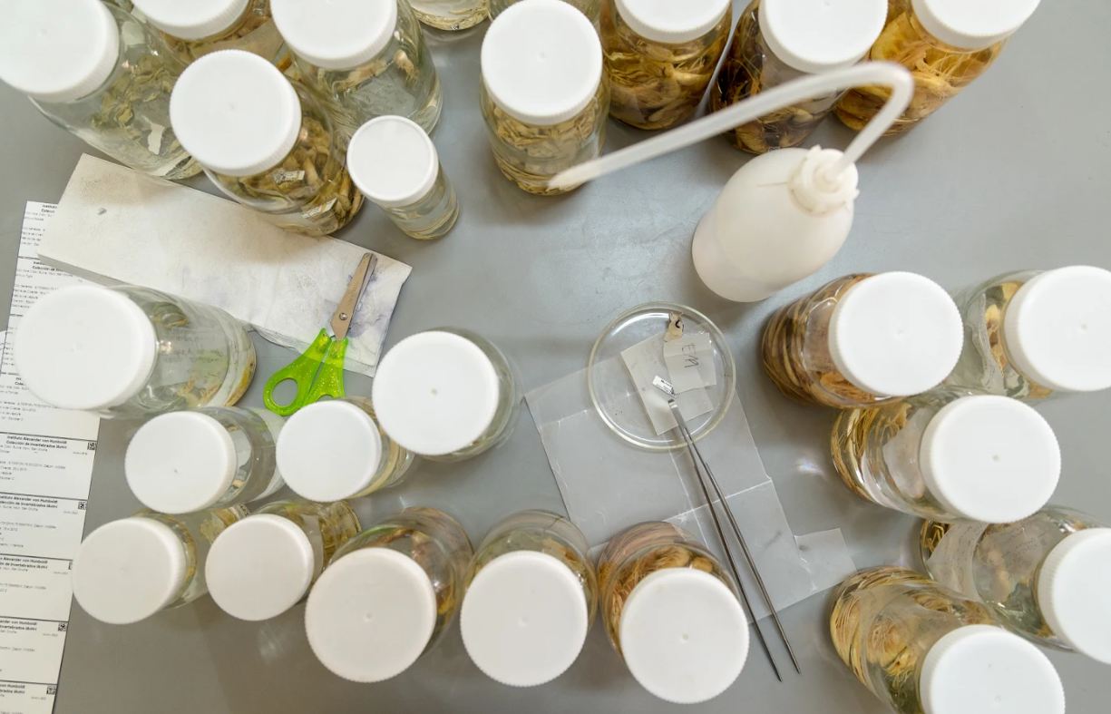 Oportunidad para legalizar especímenes de colecciones biológicas
