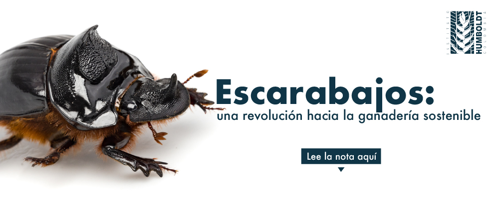 imagen de escarabajo