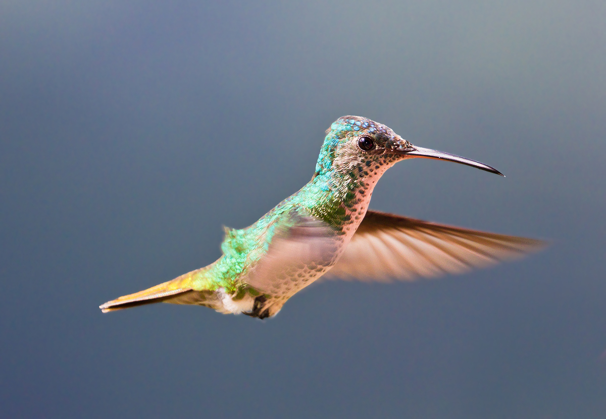 colibr cola de oro golden tailed sapphire hummingbird