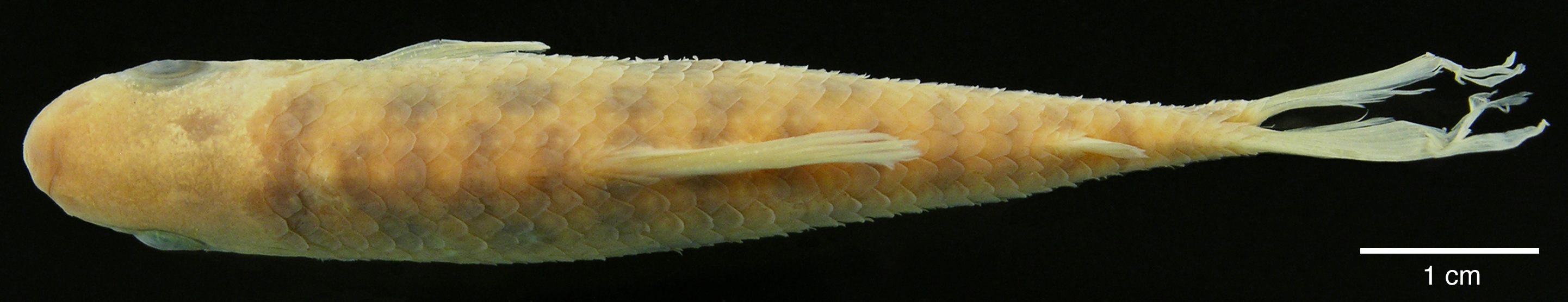Paratype of <em>Leporinus boehlkei</em>, IAvH-P-10562_Dorsal, 70.2 mm SL (scale bar = 1 cm). Photograph by M. H. Sabaj Pérez