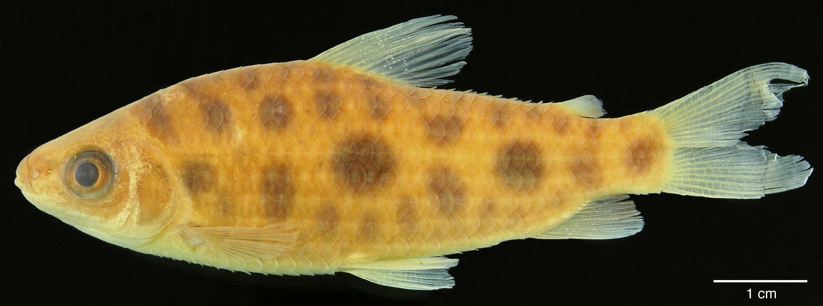 Paratype of <em>Leporinus boehlkei</em>, IAvH-P-10562_Lateral, 70.2 mm SL (scale bar = 1 cm). Photograph by M. H. Sabaj Pérez