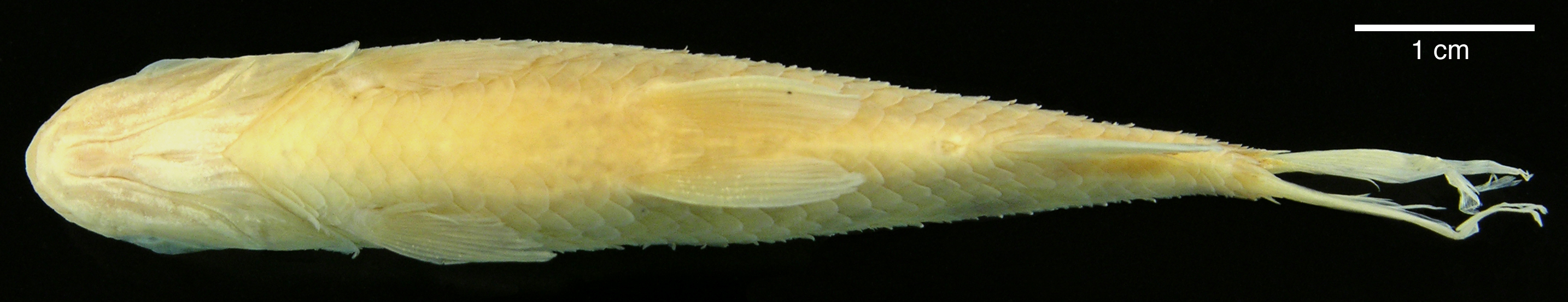 Paratype of <em>Leporinus boehlkei</em>, IAvH-P-10562_Ventral, 70.2 mm SL (scale bar = 1 cm). Photograph by M. H. Sabaj Pérez