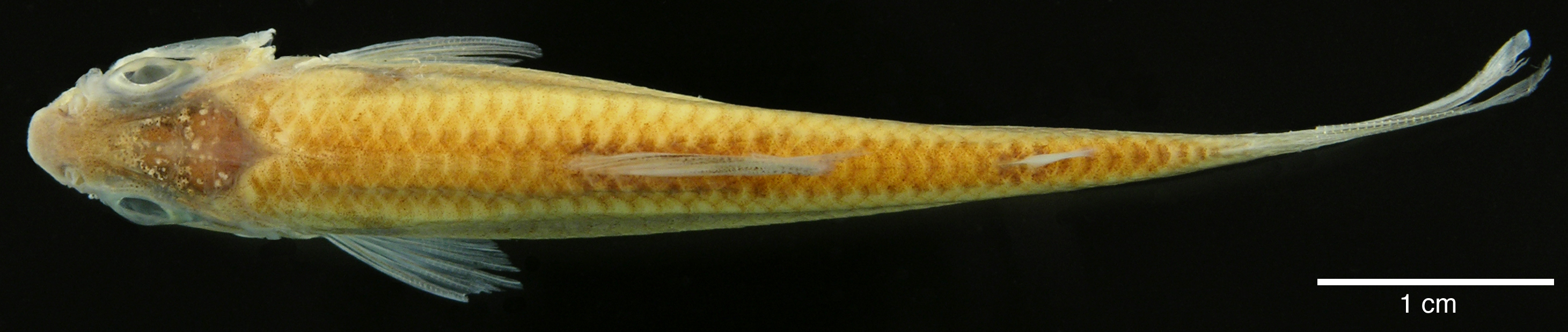 Paratype of <em>Creagrutus calai</em>, IAvH-P-10563_Dorsal, 52.5 mm SL (scale bar = 1 cm). Photograph by M. H. Sabaj Pérez
