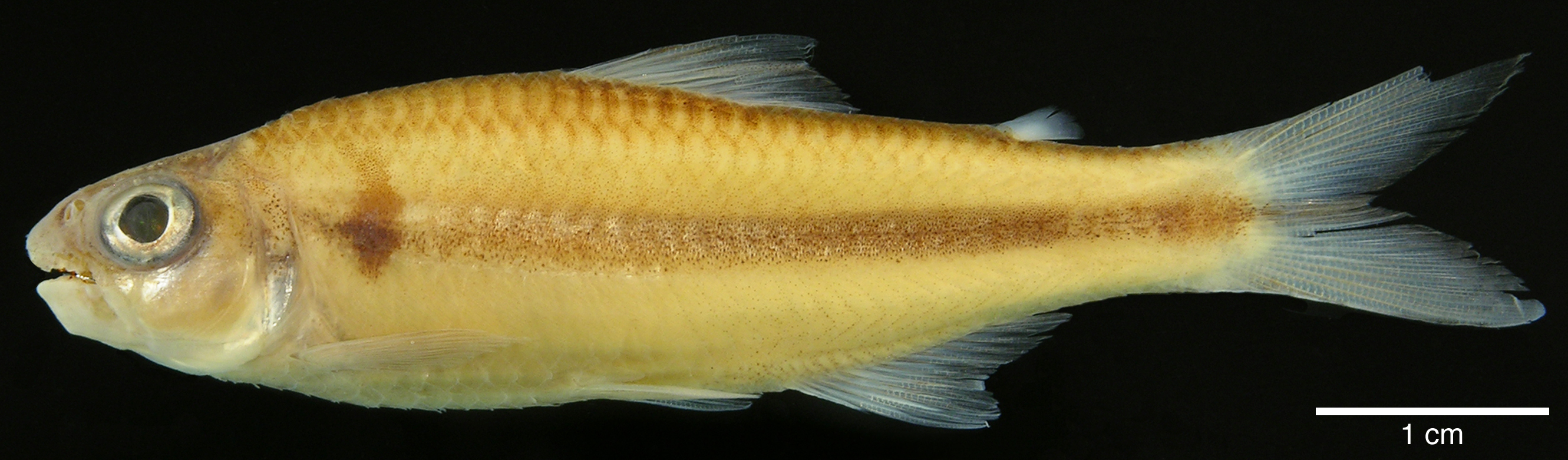 Paratype of <em>Creagrutus calai</em>, IAvH-P-10563_Lateral, 52.5 mm SL (scale bar = 1 cm). Photograph by M. H. Sabaj Pérez