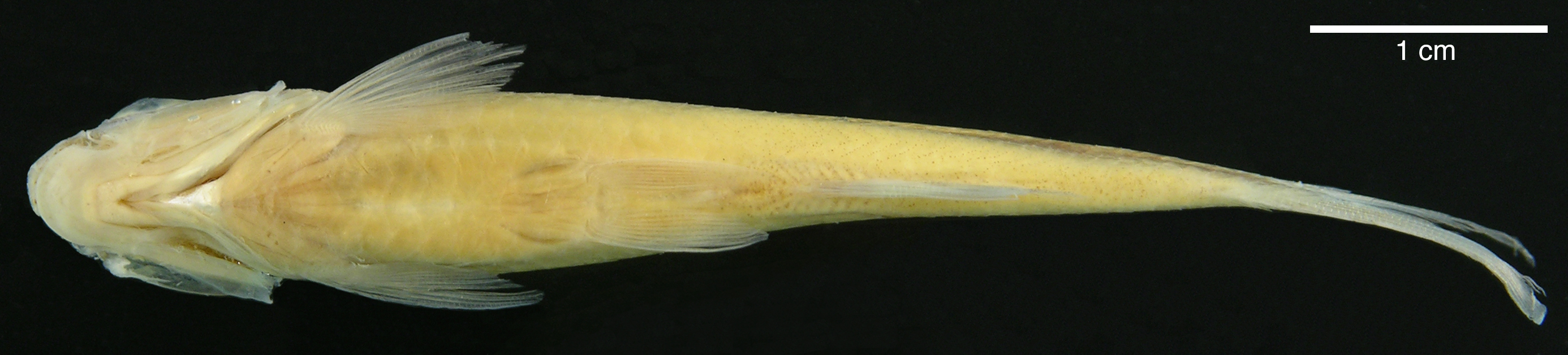 Paratype of <em>Creagrutus calai</em>, IAvH-P-10563_Ventral, 52.5 mm SL (scale bar = 1 cm). Photograph by M. H. Sabaj Pérez
