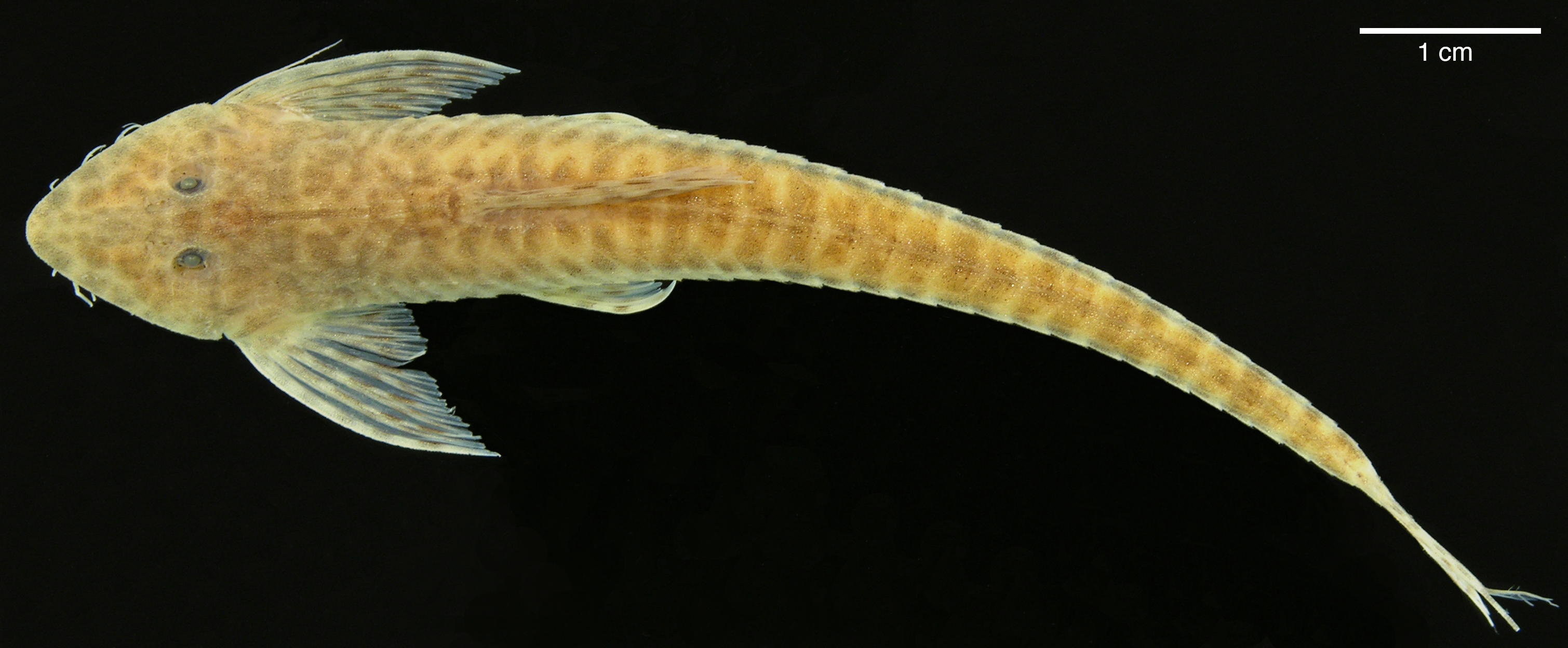 Paratype of <em>Apistoloricaria laani</em>, IAvH-P-10565, 78.5 mm SL (scale bar = 1 cm). Photograph by M. H. Sabaj Pérez