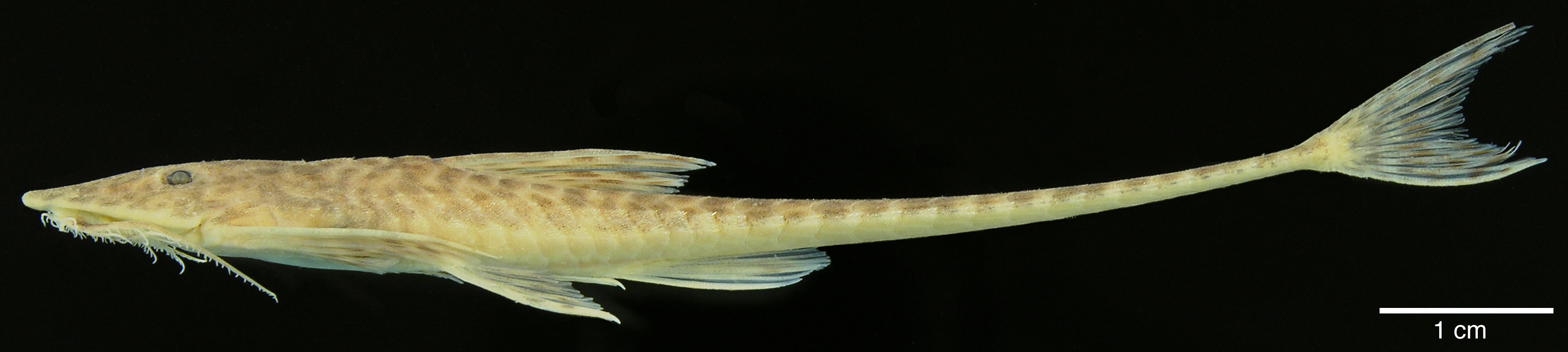 Paratype of <em>Apistoloricaria laani</em>, IAvH-P-10565, 78.5 mm SL (scale bar = 1 cm). Photograph by M. H. Sabaj Pérez
