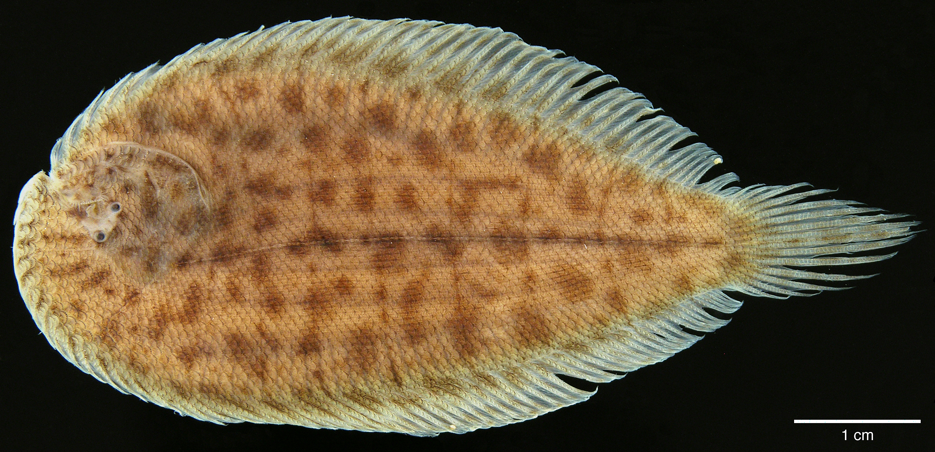 Paratype of <em>Apionichthys sauli</em>, IAvH-P-10566_Dorsal, 57.9 mm SL, eyed side (above) and blind side (below) (scale bar = 1 cm). Photograph by M. H. Sabaj Pérez