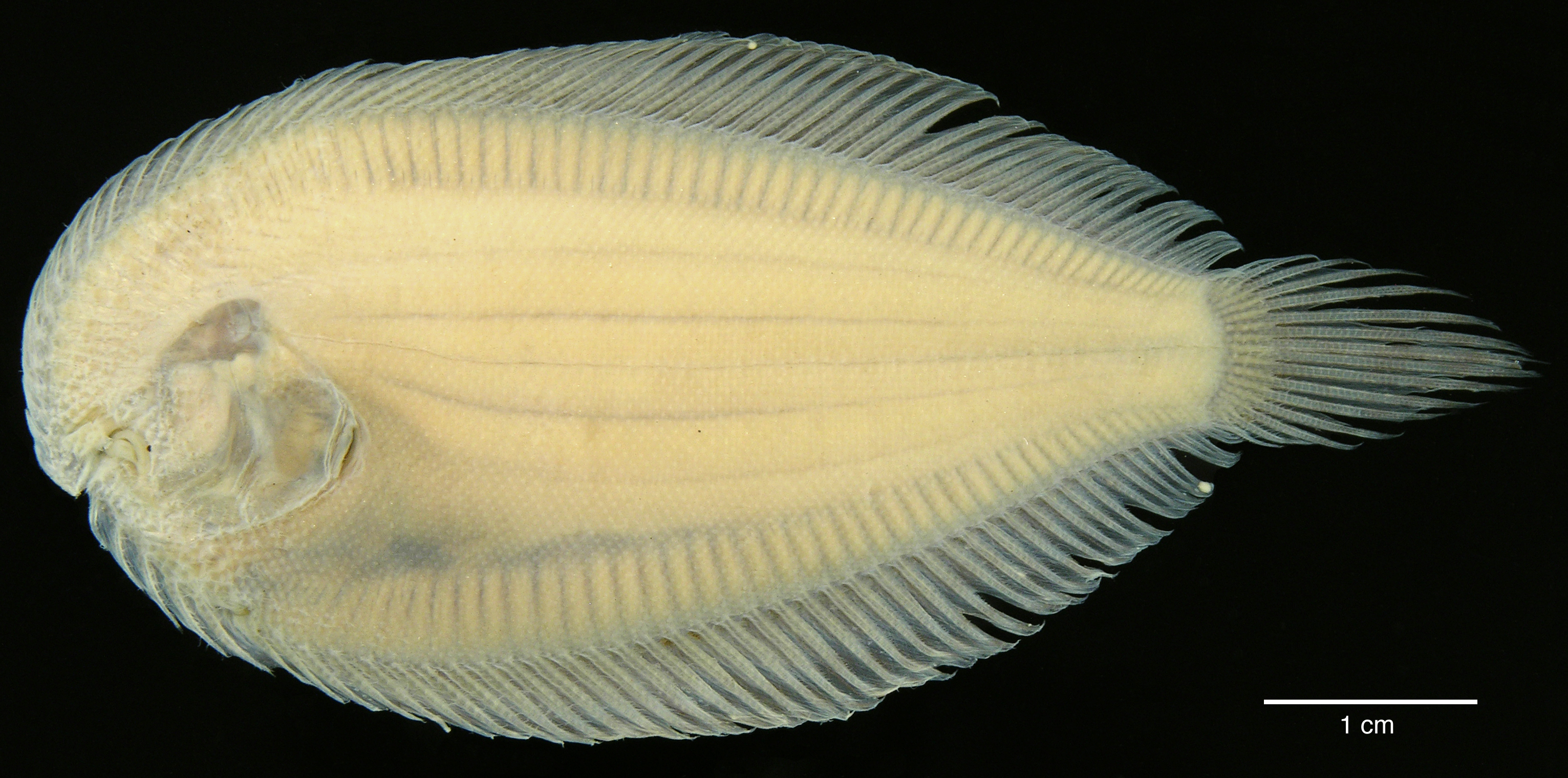 Paratype of <em>Apionichthys sauli</em>, IAvH-P-10566_Ventral, 57.9 mm SL, eyed side (above) and blind side (below) (scale bar = 1 cm). Photograph by M. H. Sabaj Pérez