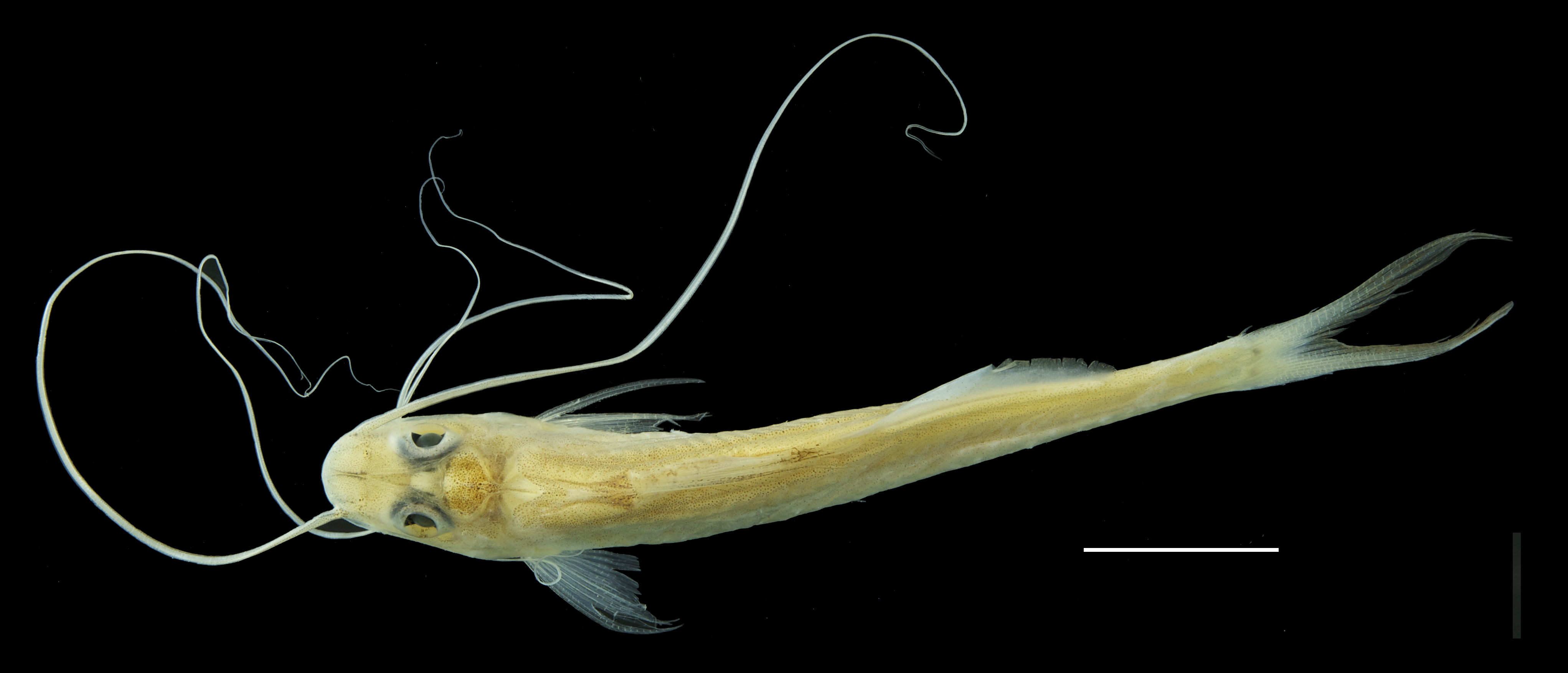 Paratype of <em>Megalonema amaxanthum</em>, IAvH-P-11020_Dorsal, 54.0 mm SL (scale bar = 1 cm). Photograph by M. H. Sabaj Pérez
