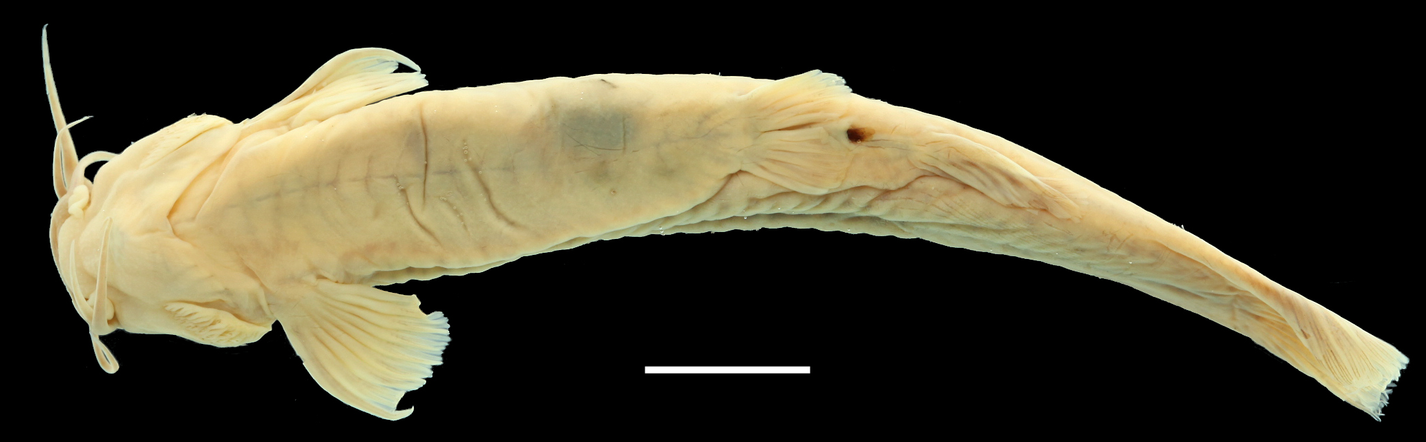Paratype of <em>Trichomycterus cachiraensis</em>, IAvH-P-11114_Ventral, 74.4 mm SL (scale bar = 1 cm). Photograph by C. DoNascimiento