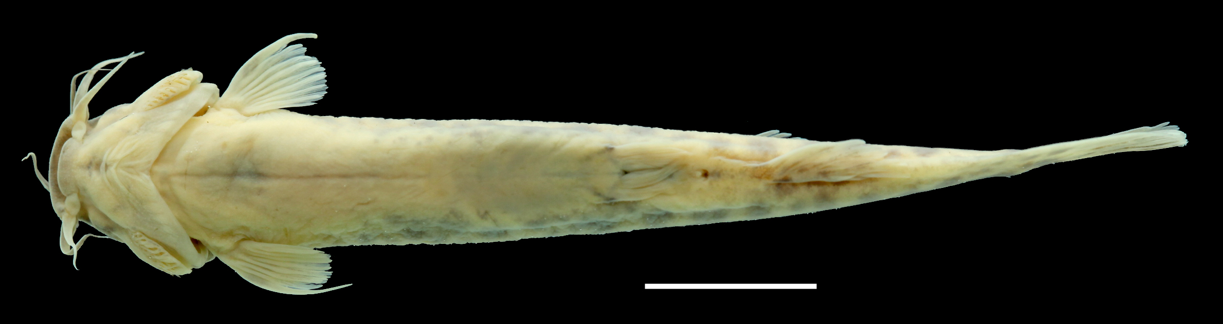 Paratype of <em>Trichomycterus ocanaensis</em>, IAvH-P-11115_Ventral, 57.2 mm SL (scale bar = 1 cm). Photograph by C. DoNascimiento