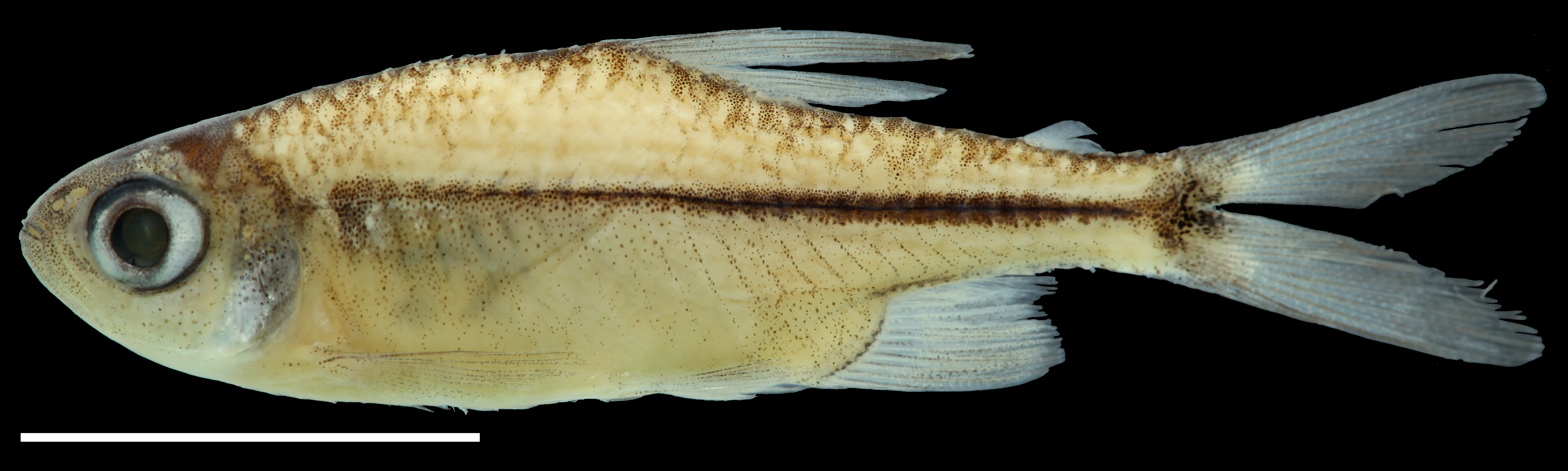 Paratype of <em>Hyphessobrycon amaronensis</em>, IAvH-P-11239_Lateral, 24.8 mm SL (scale bar = 1 cm). Photograph by C. DoNascimiento