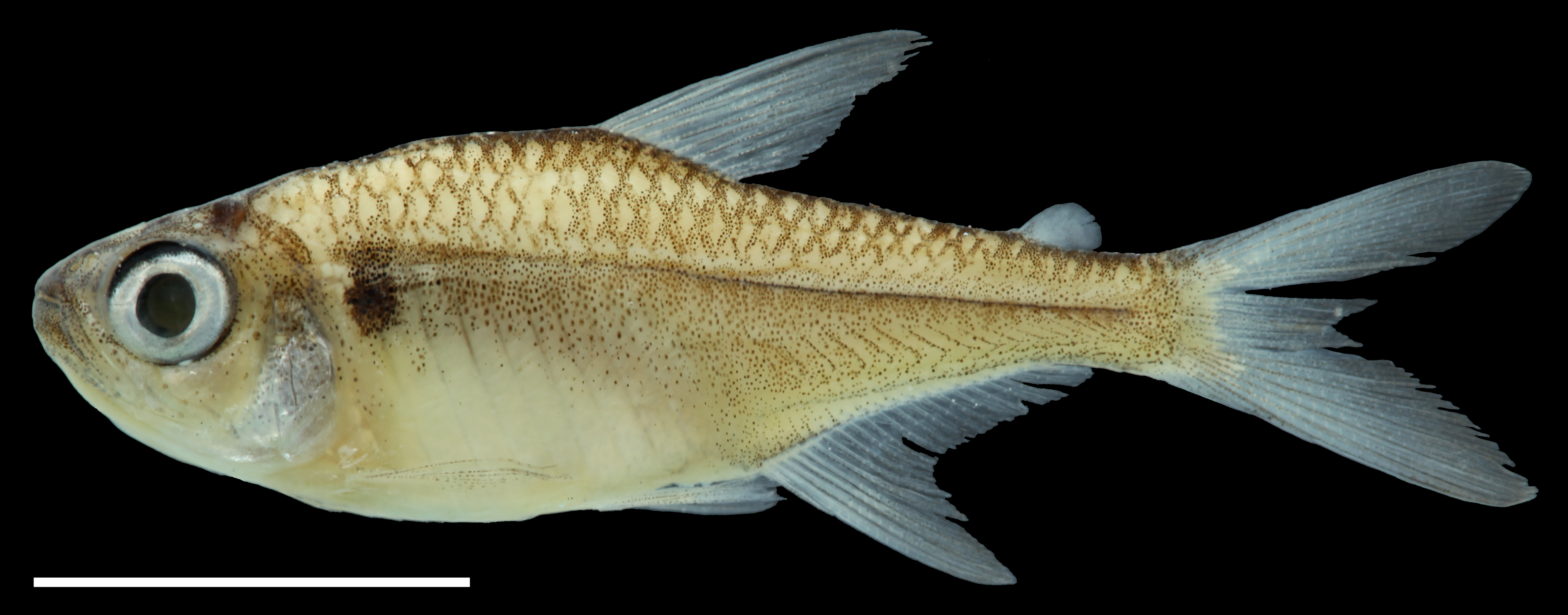 Paratype of <em>Hyphessobrycon taguae</em>, IAvH-P-11240_Lateral, 26.3 mm SL (scale bar = 1 cm). Photograph by C. DoNascimiento