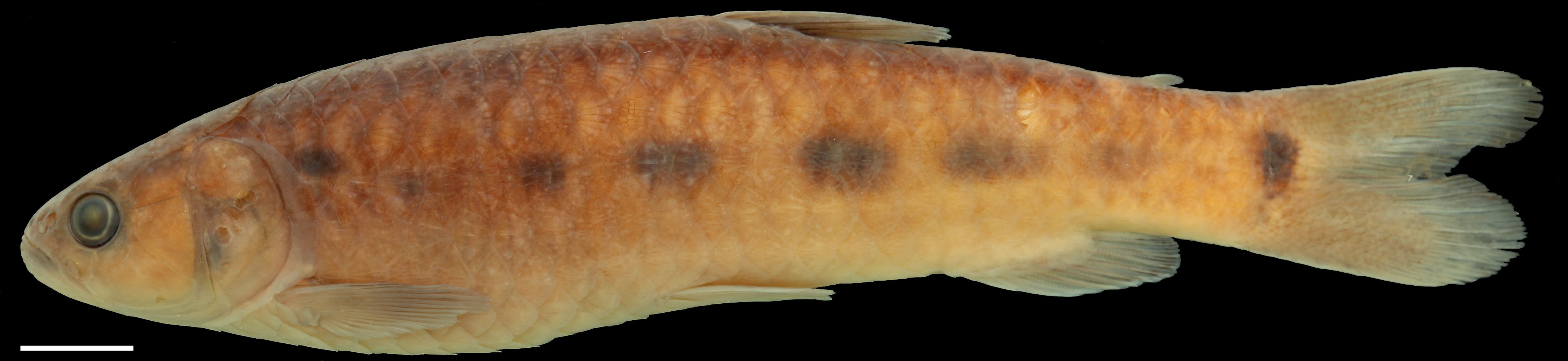 Paratype of <em>Lebiasina chocoensis</em>, IAvH-P-11380_Lateral, 113.2 mm SL (scale bar = 1 cm). Photograph by C. DoNascimiento.