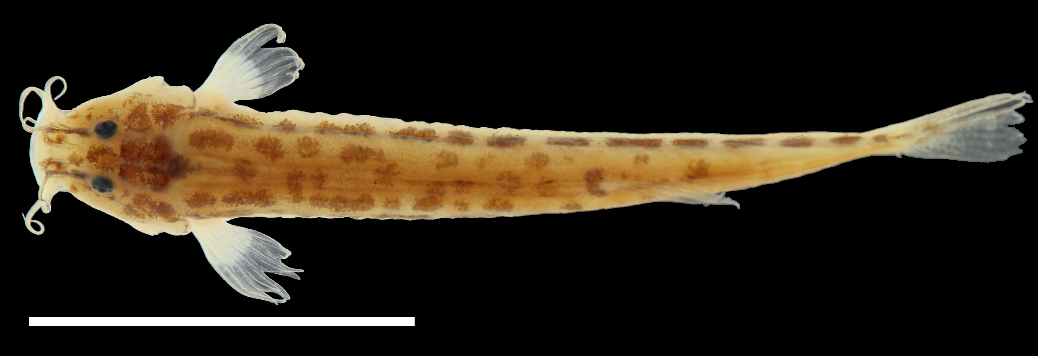 Paratype of <em>Trichomycterus maldonadoi</em>, IAvH-P-11533_Dorsal, 22.7 mm SL (scale bar = 1 cm). Photograph by C. DoNascimiento