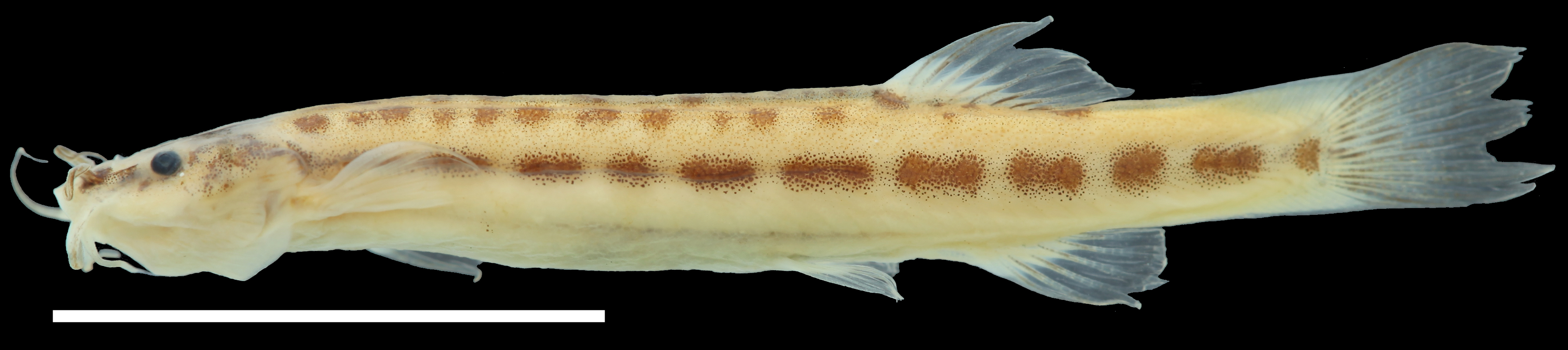 Paratype of <em>Trichomycterus maldonadoi</em>, IAvH-P-11533_Lateral, 22.7 mm SL (scale bar = 1 cm). Photograph by C. DoNascimiento