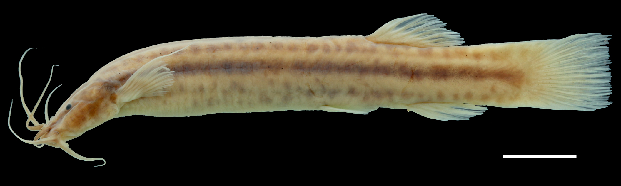Paratype of <em>Trichomycterus ballesterosi</em>, IAvH-P-11715_Lateral, 67.5 mm SL (scale bar = 1 cm). Photograph by C. DoNascimiento