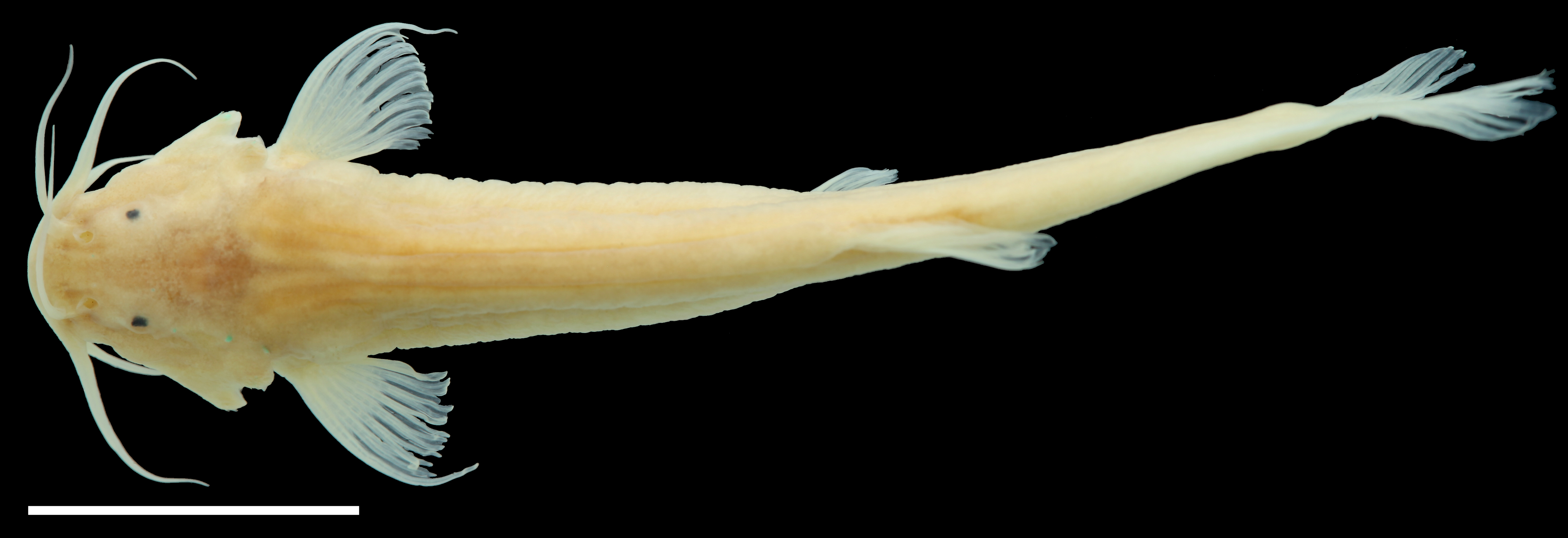 Paratype of <em>Trichomycterus sketi</em>, IAvH-P-11806_Dorsal, 39.4 mm SL (scale bar = 1 cm). Photograph by C. DoNascimiento