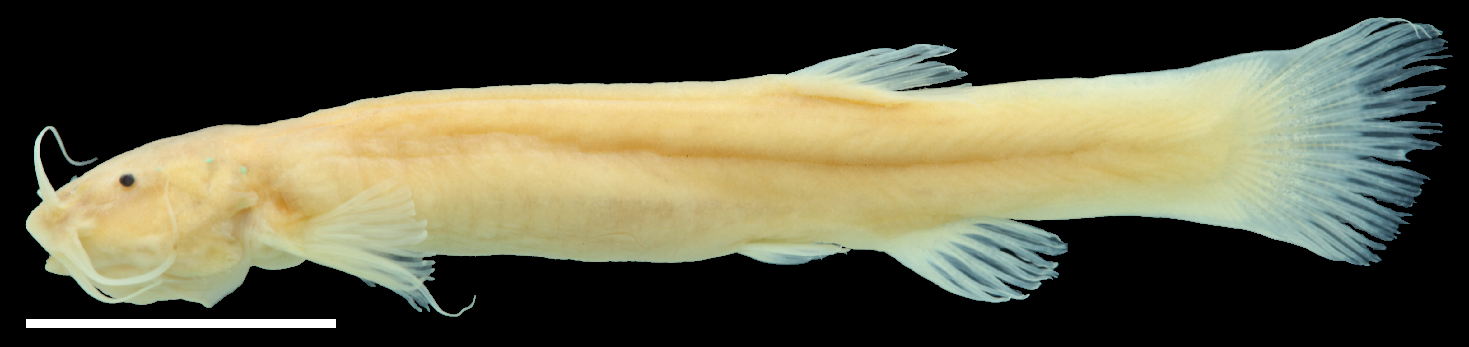 Paratype of <em>Trichomycterus sketi</em>, IAvH-P-11806_Lateral, 39.4 mm SL (scale bar = 1 cm). Photograph by C. DoNascimiento