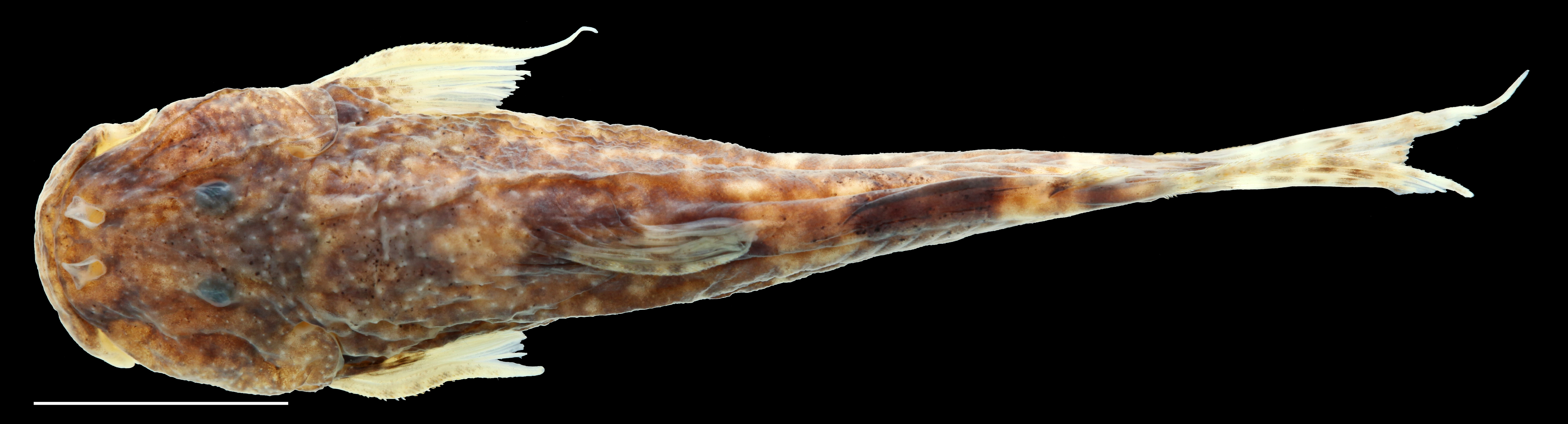Paratype of <em>Astroblepus putumayoensis</em>, IAvH-P-12708_Dorsal, 43.6 mm SL (scale bar = 1 cm). Photograph by C. DoNascimiento