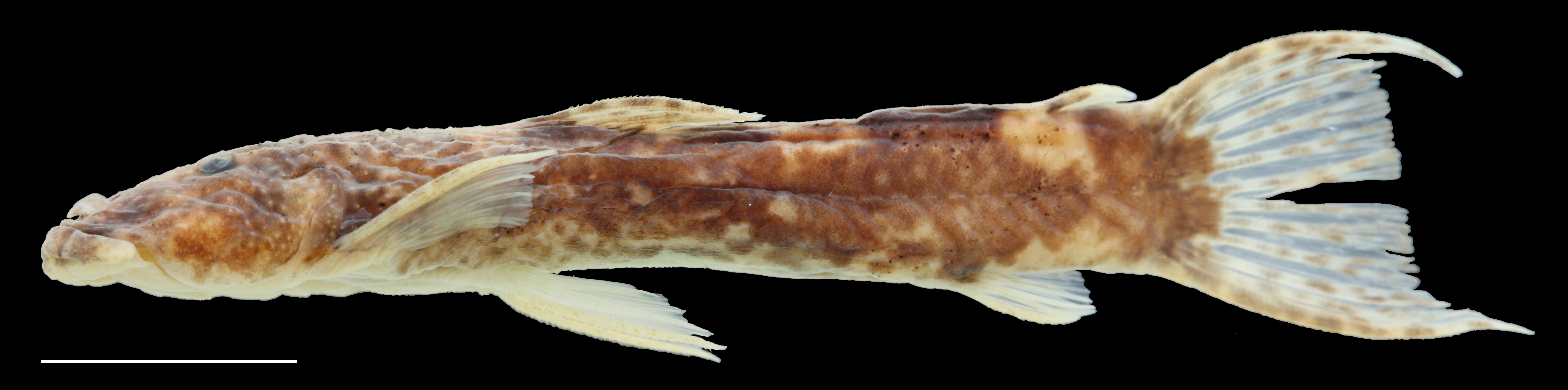 Paratype of <em>Astroblepus putumayoensis</em>, IAvH-P-12708_Lateral, 43.6 mm SL (scale bar = 1 cm). Photograph by C. DoNascimiento