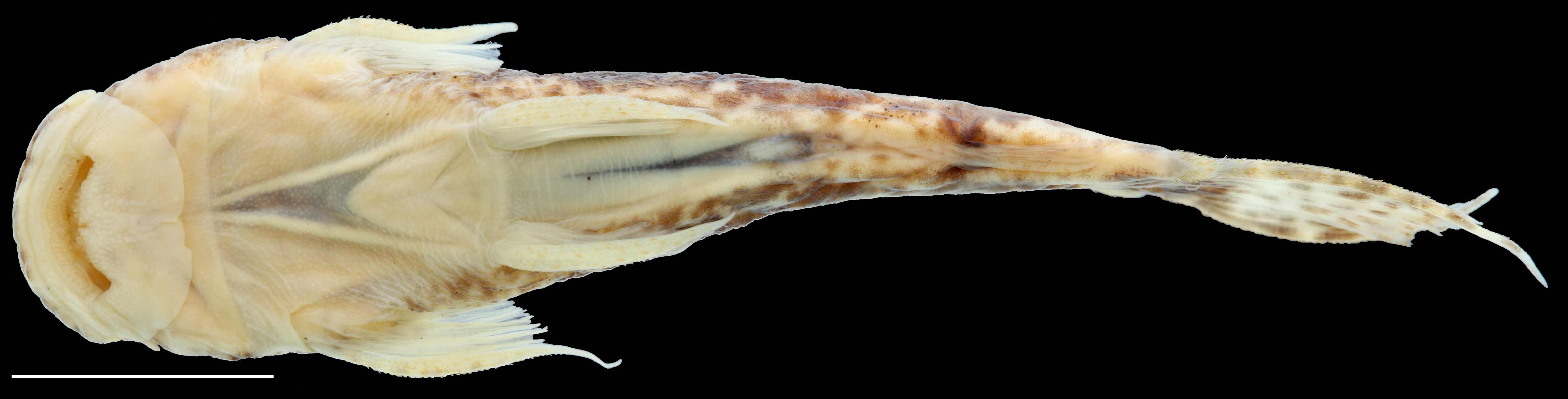 Paratype of <em>Astroblepus putumayoensis</em>, IAvH-P-12708_Ventral, 43.6 mm SL (scale bar = 1 cm). Photograph by C. DoNascimiento