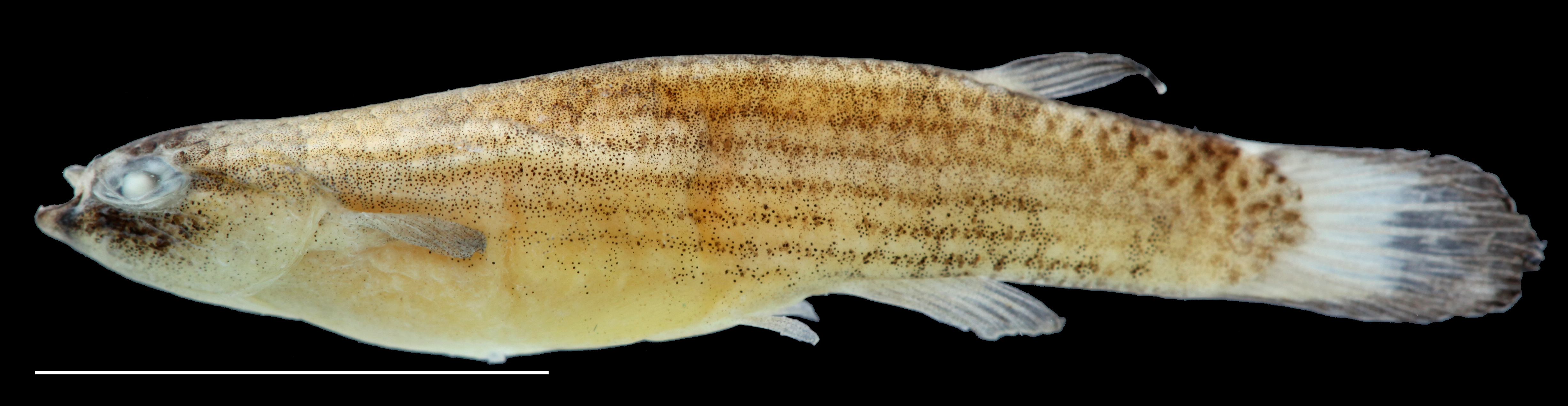 Holotype of <em>Laimosemion leticia</em>, IAvH-P-12943_Lateral, 21.1 mm SL (scale bar = 1 cm). Photograph by C. DoNascimiento