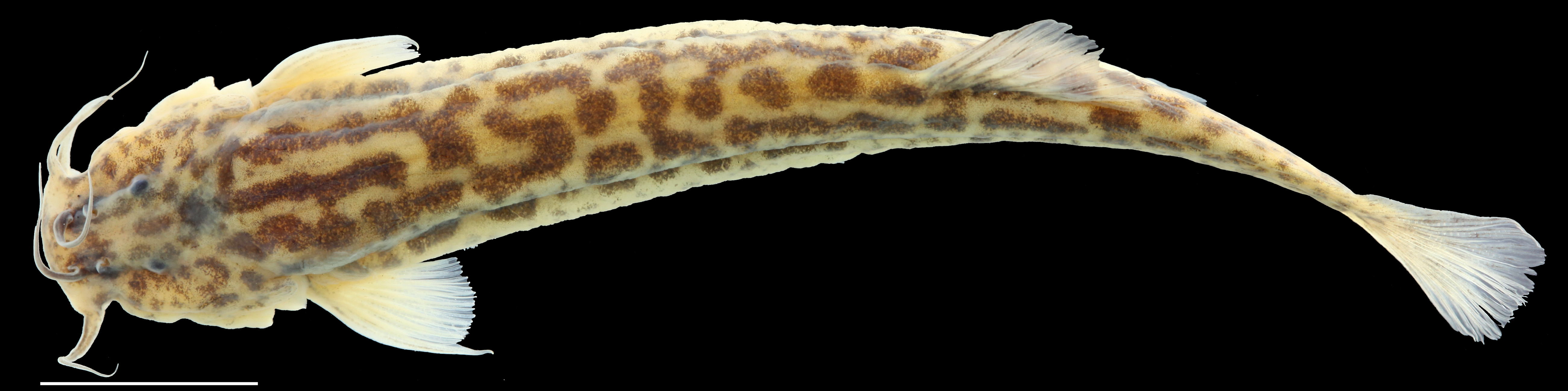Paratype of <em>Trichomycterus torcoromaensis</em>, IAvH-P-13422_Dorsal, 62.2 mm SL (scale bar = 1 cm). Photograph by C. DoNascimiento