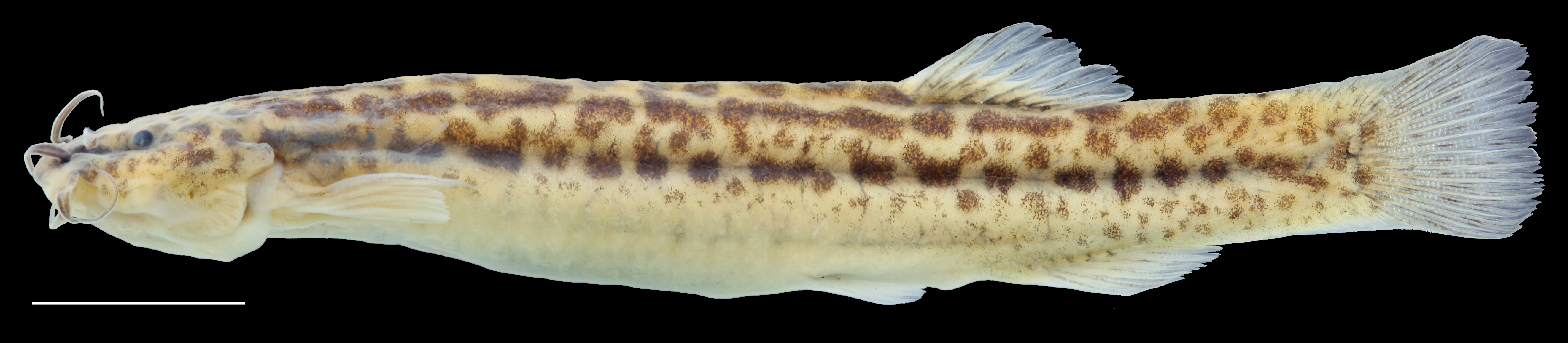 Paratype of <em>Trichomycterus torcoromaensis</em>, IAvH-P-13422_Lateral, 62.2 mm SL (scale bar = 1 cm). Photograph by C. DoNascimiento