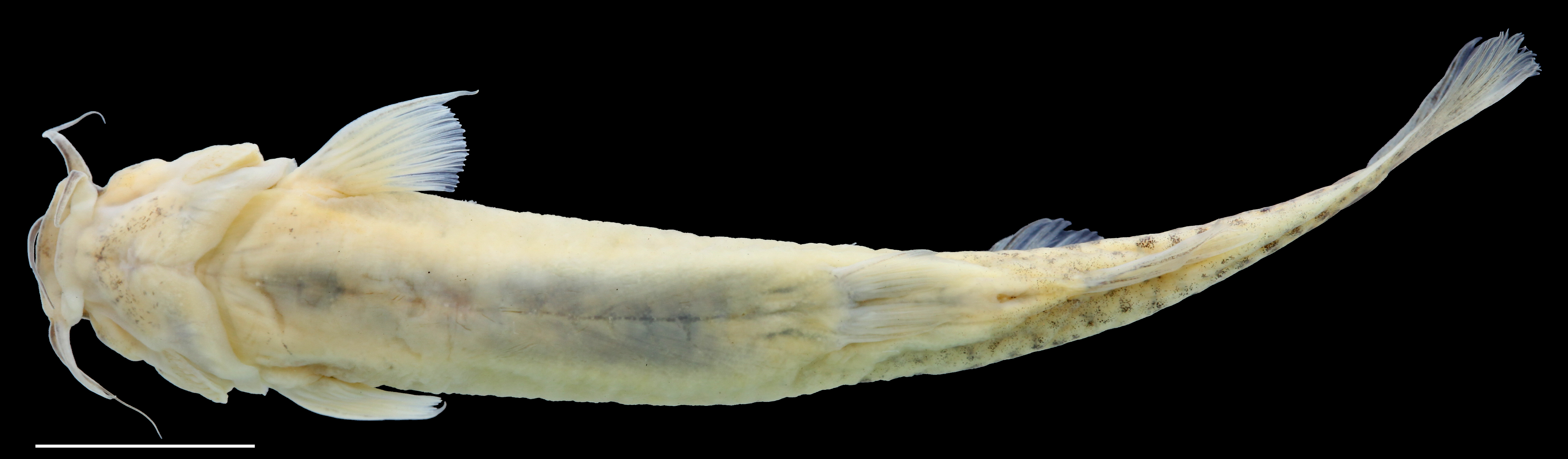 Paratype of <em>Trichomycterus torcoromaensis</em>, IAvH-P-13422_Ventral, 62.2 mm SL (scale bar = 1 cm). Photograph by C. DoNascimiento