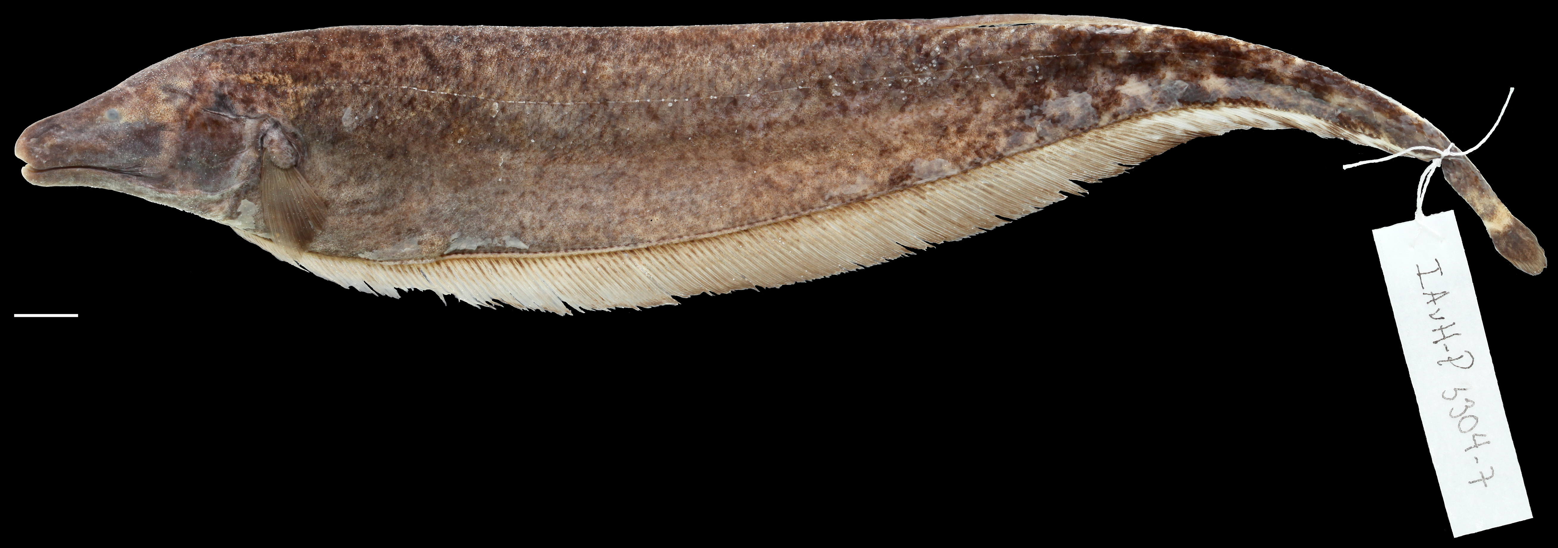 Paratypes of <em>Apteronotus eschmeyeri</em>, IAvH-P-3304_Lateral, female, 241.4 mm TL (below) (scale bar = 1 cm). Photograph by C. DoNascimiento