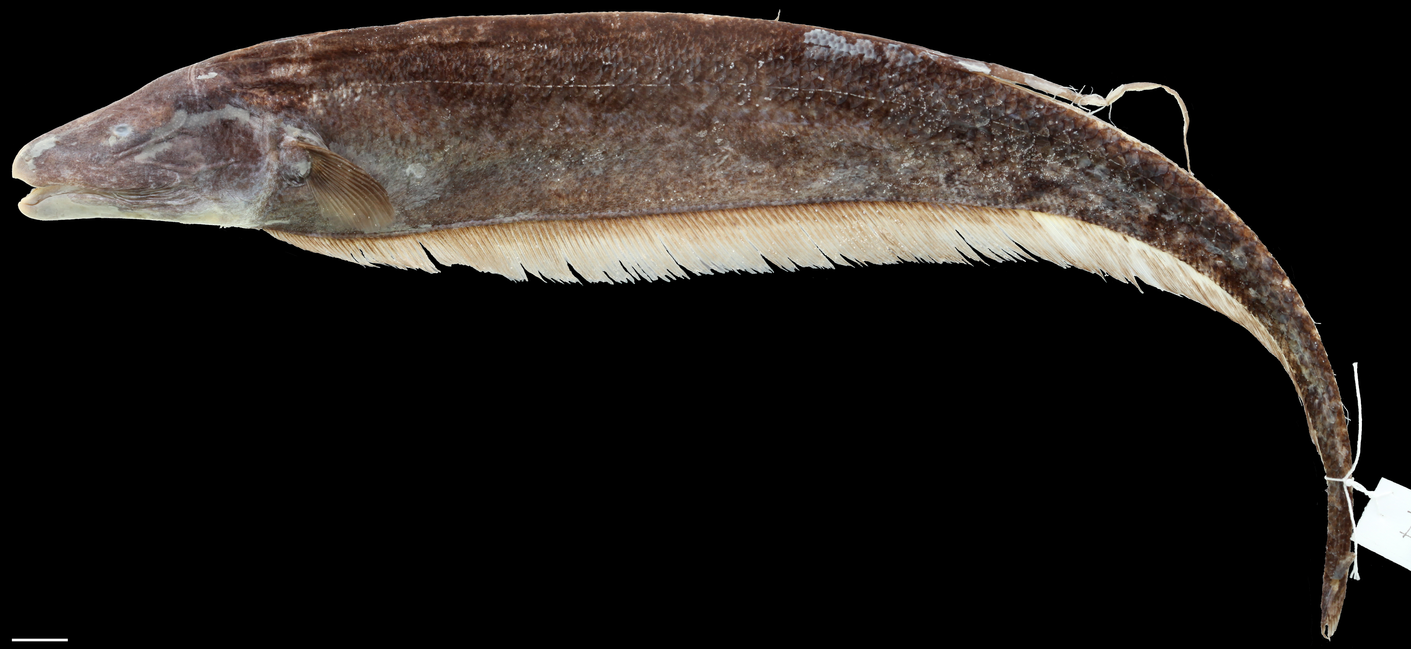 Paratypes of <em>Apteronotus eschmeyeri</em>, IAvH-P-3304_Lateral, male, 286.0 mm TL (above)(scale bar = 1 cm). Photograph by C. DoNascimiento