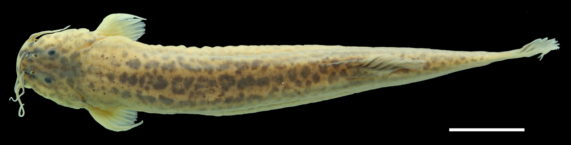 Paratype of <em>Trichomycterus ruitoquensis</em>, IAvH-P-4342_Dorsal, 63.8 mm SL (scale bar = 1 cm). Photograph by C. DoNascimiento