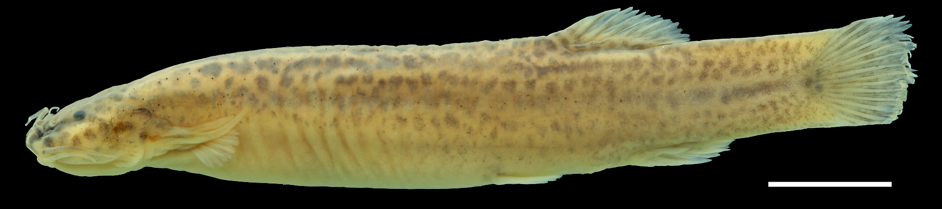 Paratype of <em>Trichomycterus ruitoquensis</em>, IAvH-P-4342_Lateral, 63.8 mm SL (scale bar = 1 cm). Photograph by C. DoNascimiento