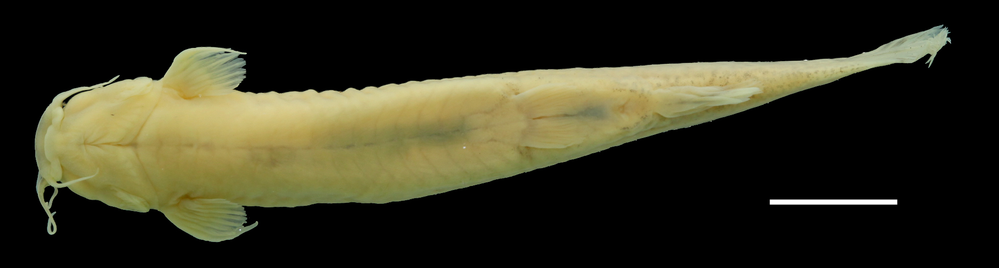 Paratype of <em>Trichomycterus ruitoquensis</em>, IAvH-P-4342_Ventral, 63.8 mm SL (scale bar = 1 cm). Photograph by C. DoNascimiento