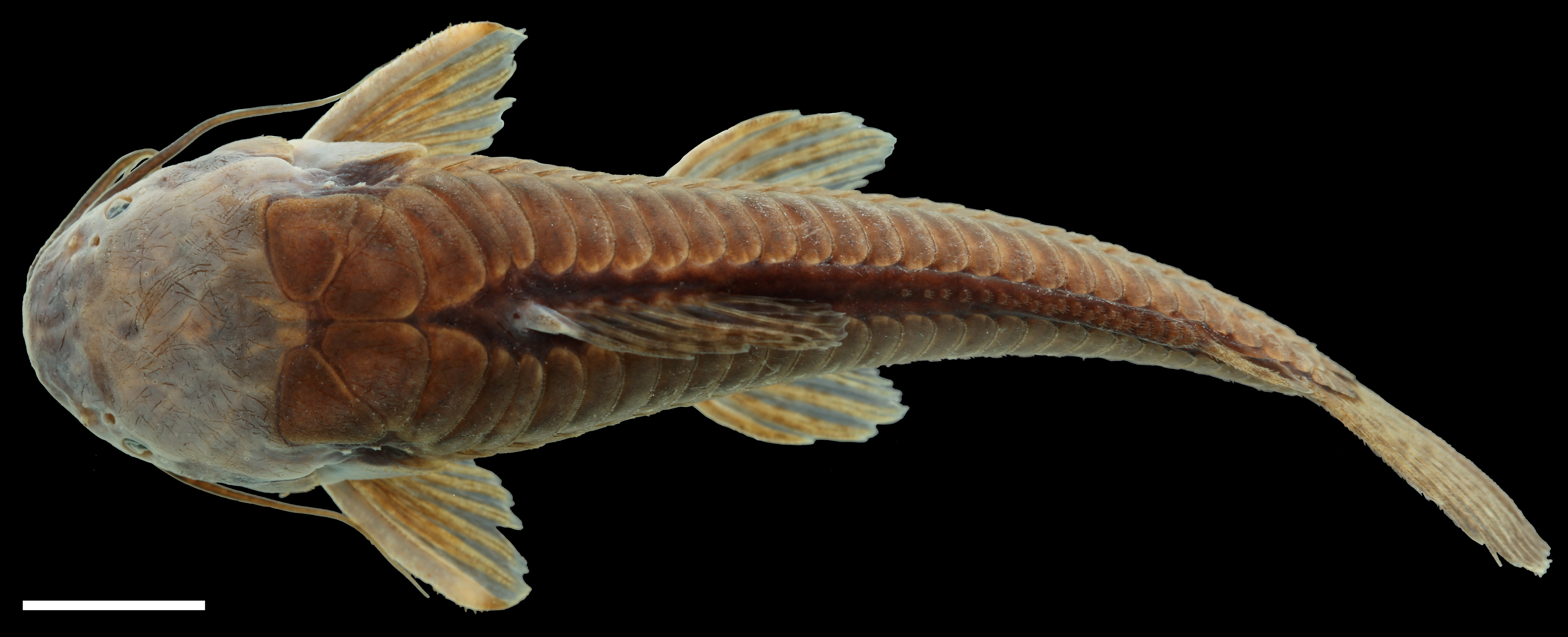 Paratype of <em>Callichthys oibaensis</em>, IAvH-P-5730_Dorsal, 72.8 mm SL (scale bar = 1 cm). Photograph by C. DoNascimiento