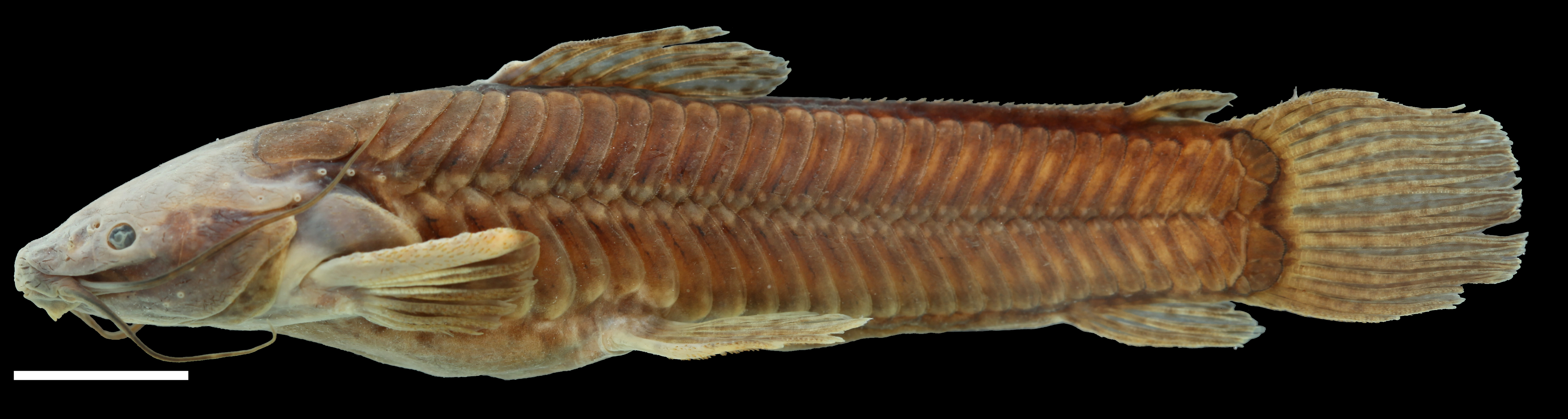 Paratype of <em>Callichthys oibaensis</em>, IAvH-P-5730_Lateral, 72.8 mm SL (scale bar = 1 cm). Photograph by C. DoNascimiento